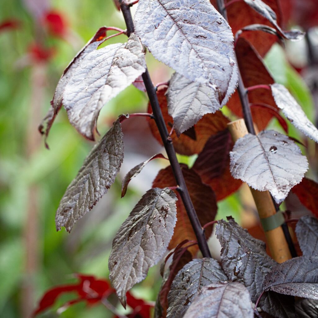 Prunus cerasifera ‘Nigra’ Flowering Plum Tree 5038838004896 2